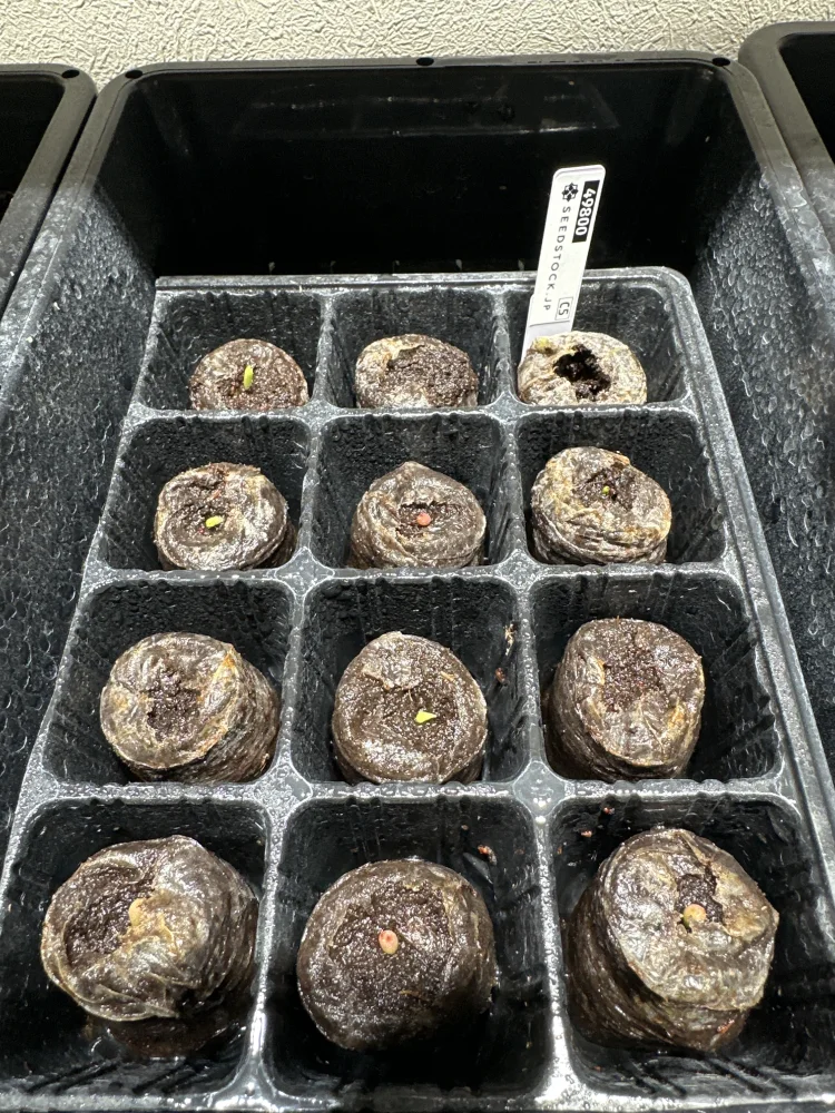 Echinocactus grusonii  albispinus (エキノカクタス グルソニー アルビスピナス)