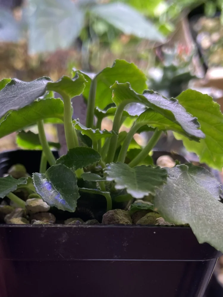Dorstenia horwoodii (ドルステニア ホルウッディ)