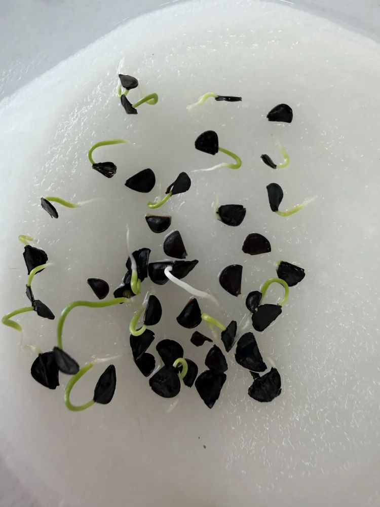 Agave gypsophila (アガベ ジプソフィラ)