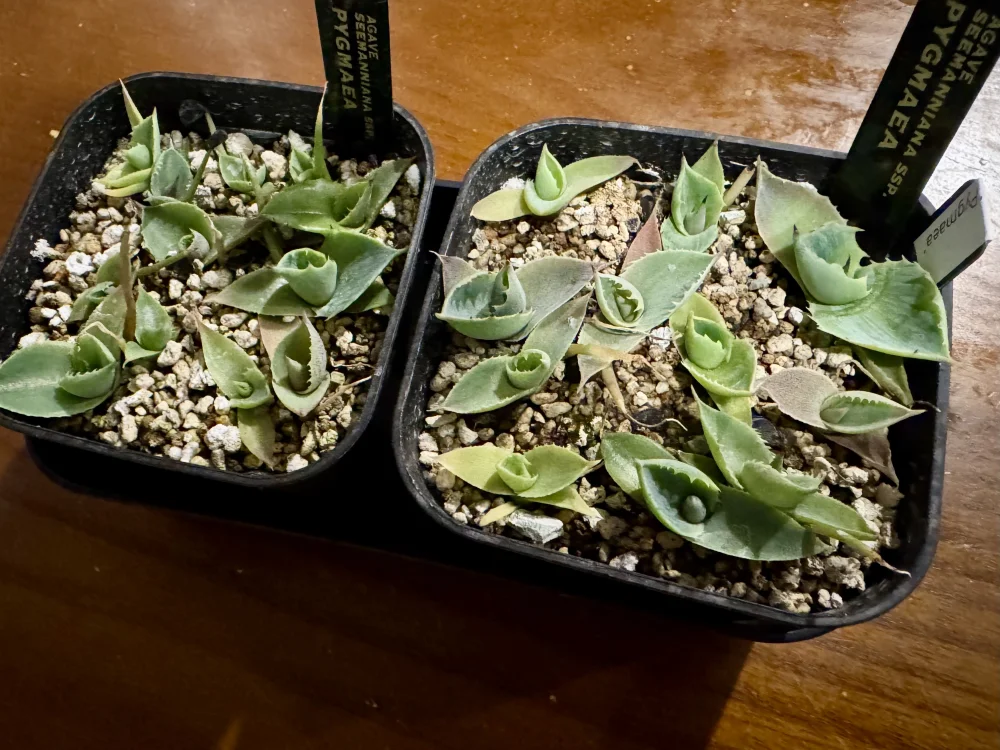 Agave seemanniana (アガベ ピグマエア)