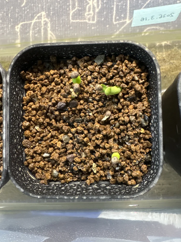 ユーフォルビア オベサ Euphorbia obesa｜人気品種 アートプランツ 初心者OK 発芽しやすい