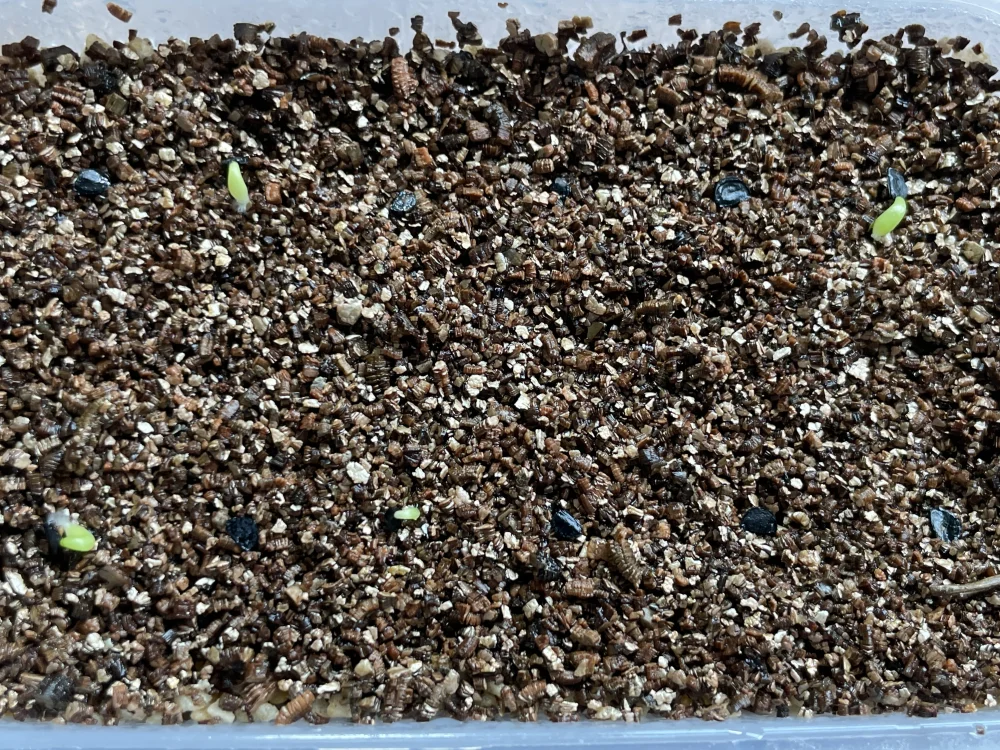 アガベ オテロイ Agave oteroi Lot.2026JUN