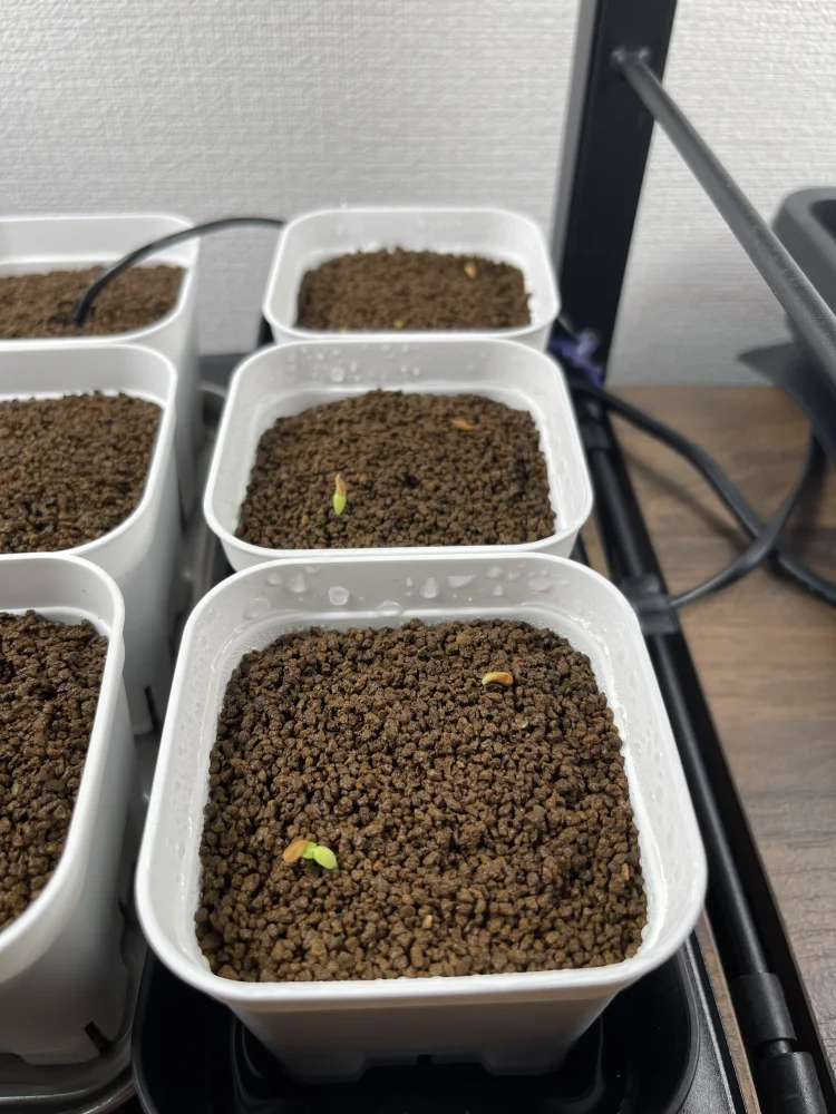 Pachypodium enigmaticum (パキポディウム エニグマチカム)