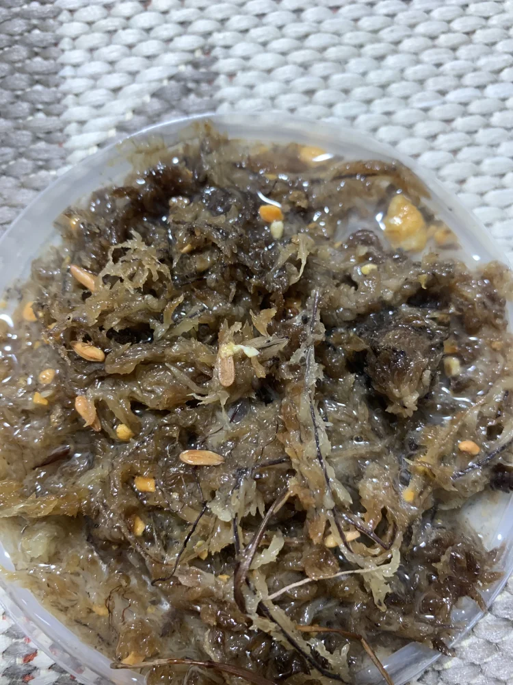 Pachypodium densiflorum var. brevicalyx (パキポディウム ブレビカリックス)