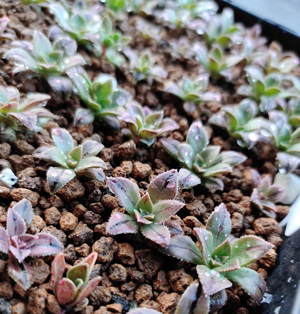 Aeonium Mix (アエオニウム ミックス)