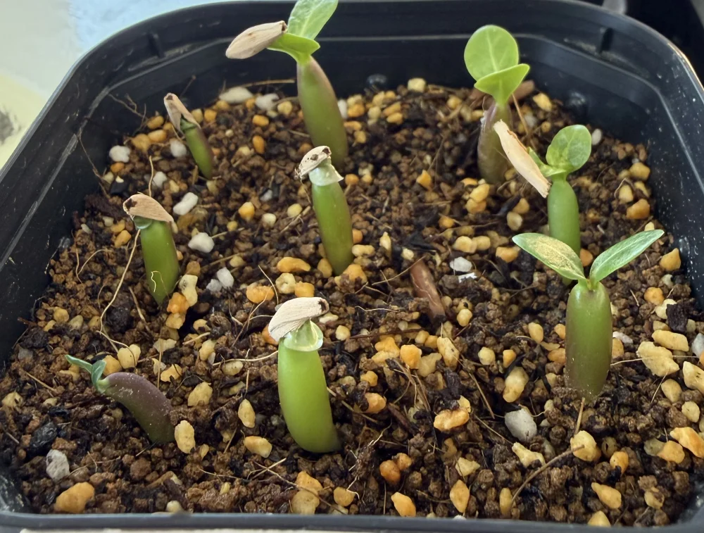 Adenium obesum Kenya (アデニウム オベスム ケニア)