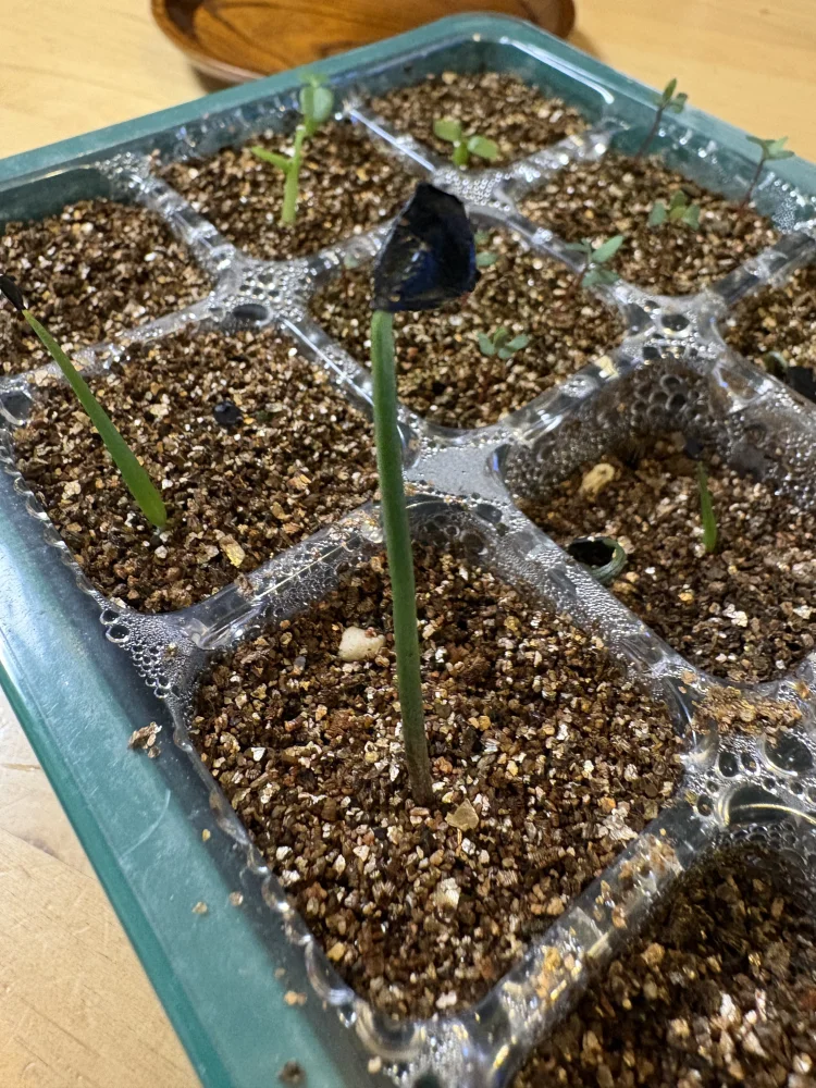 Agave ([プレゼント種子])