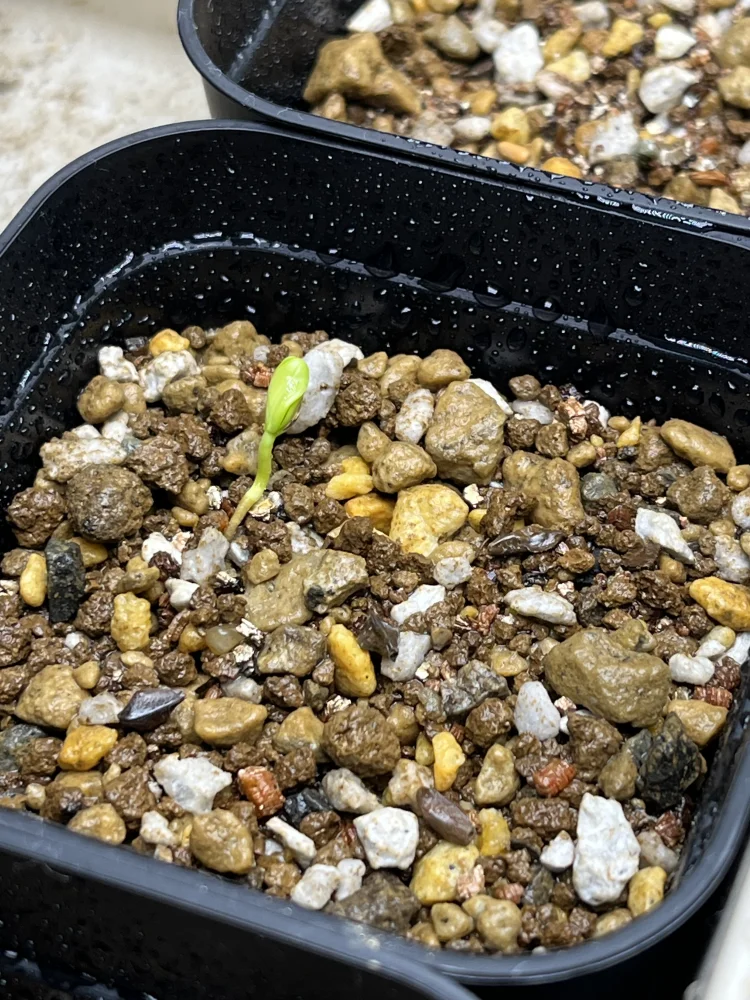 Senna meridionalis (センナ メリディオナリス)