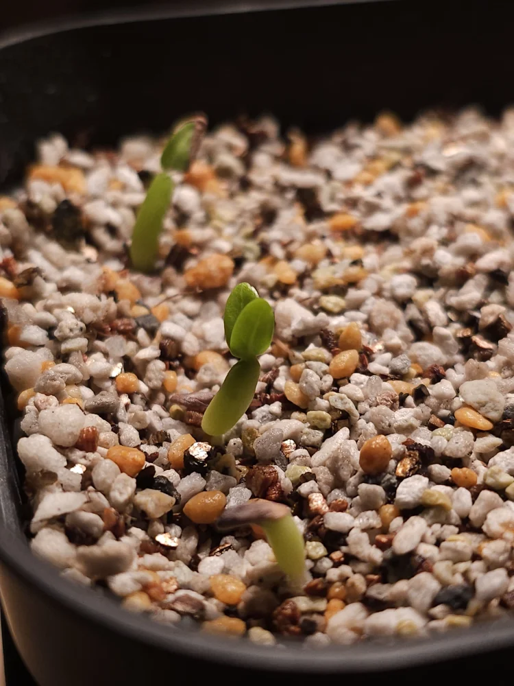 種子] パキポディウム グラキリス Lot.2026MAY Pachypodium rosulatum