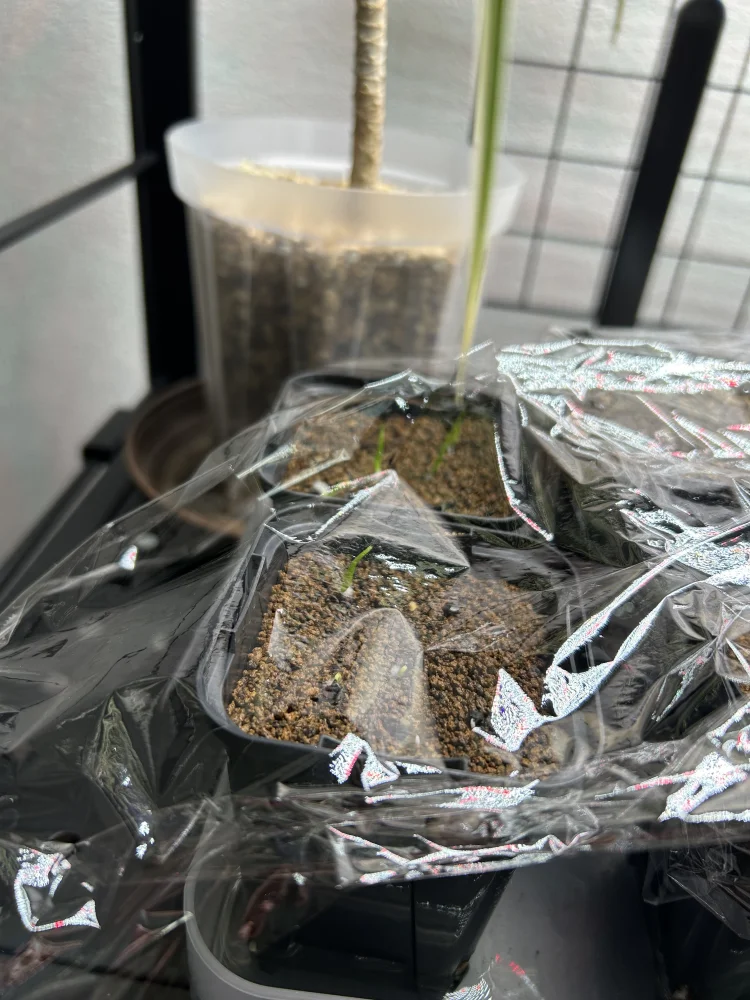 Agave utahensis var. eborispina (アガベ エボリスピナ)