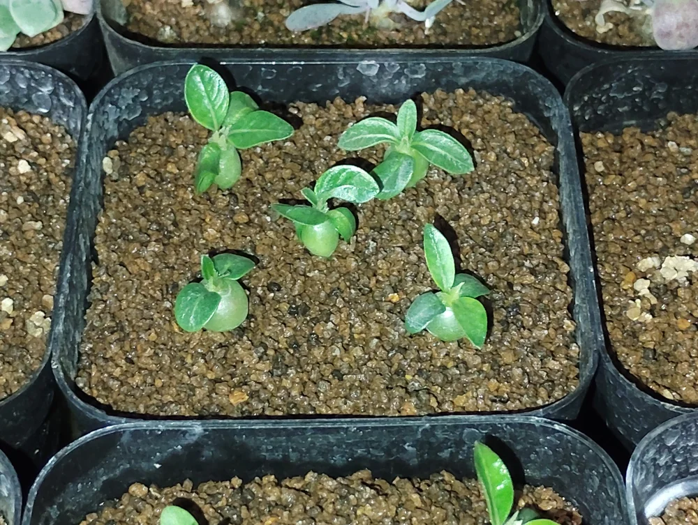 Pachypodium rosulatum var. inopinatum (パキポディウム イノピナツム)