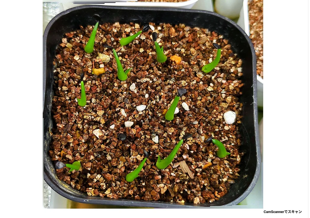  アガベ エボリスピナ ヴェガス 2023 Agave utahensis var. eborispina 'Vegas' Lot.2023