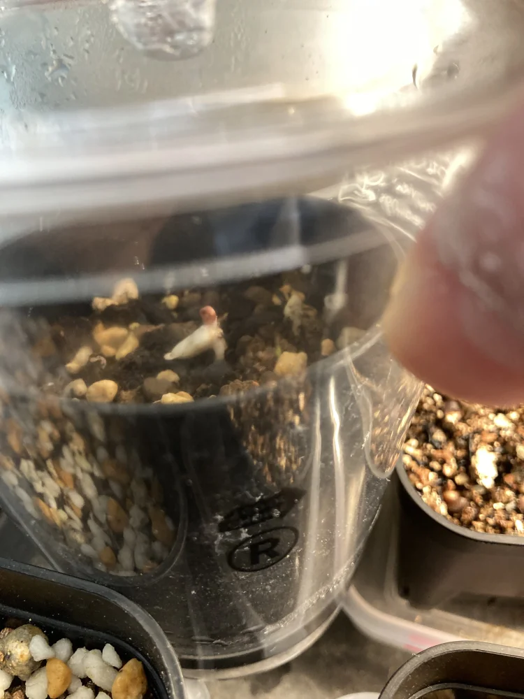 ウェルウィッチア ミラビリス 奇想天外 Welwitschia mirabilis