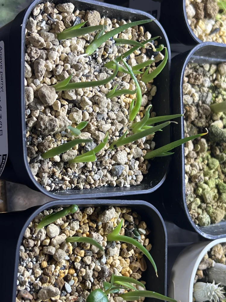 種子専門ショップ 多肉植物・塊根植物・観葉植物 - SEEDSTOCK