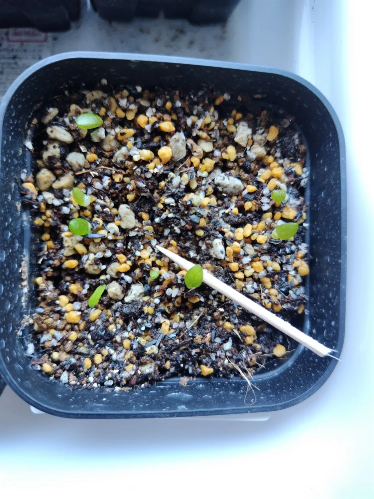 Aloe comptonii (アロエ コンプトニー)