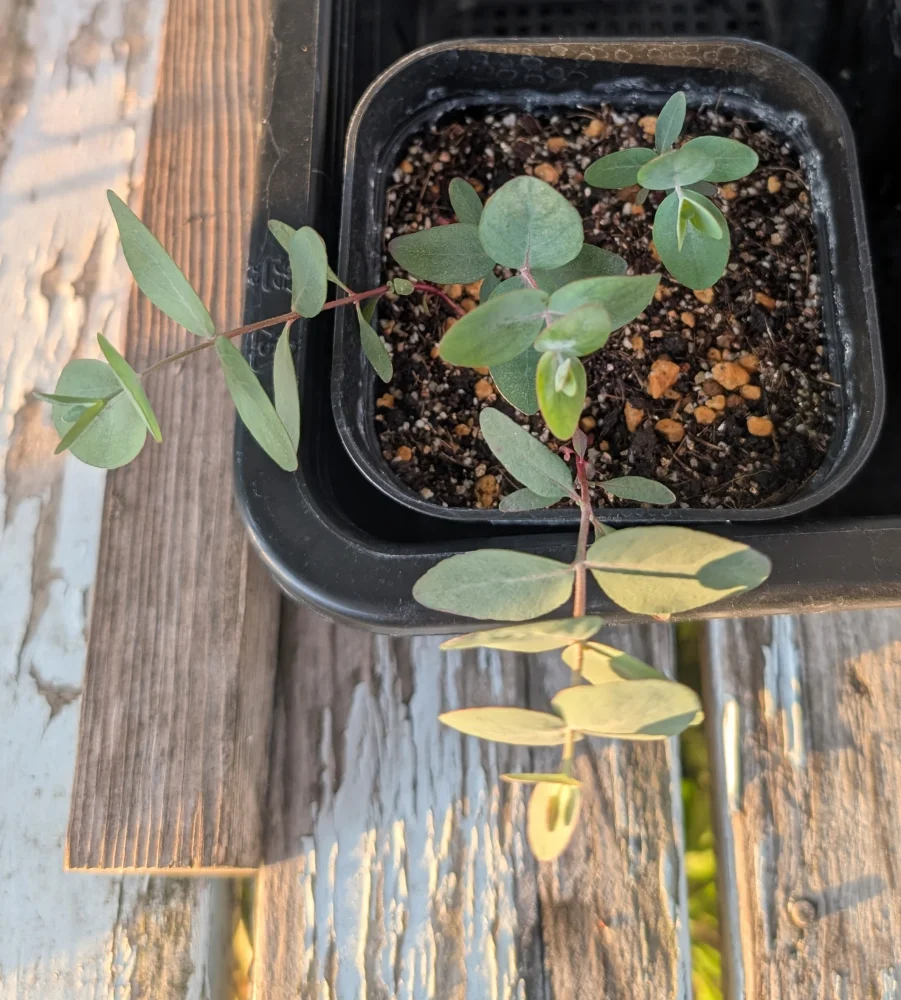 Eucalyptus cinerea (ユーカリ シネレア)