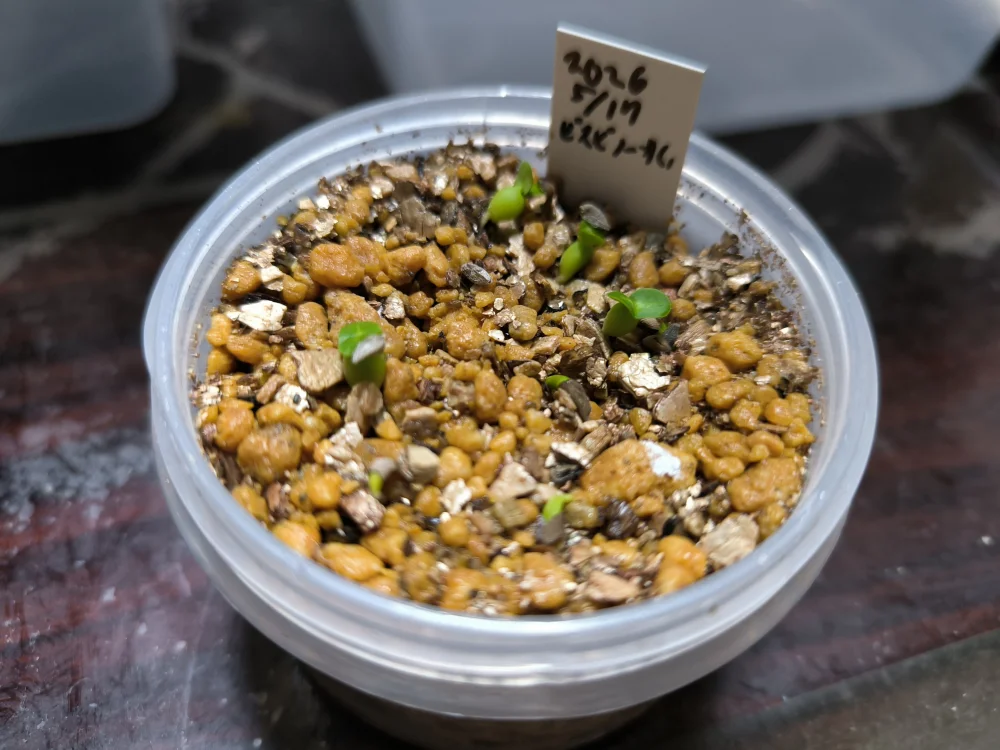 Pachypodium bispinosum (パキポディウム ビスピノーサム)