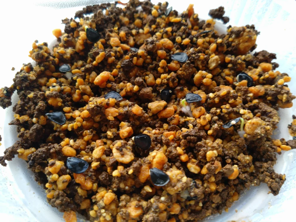 Agave parryi var. truncata (アガベ パリー トランカータ)