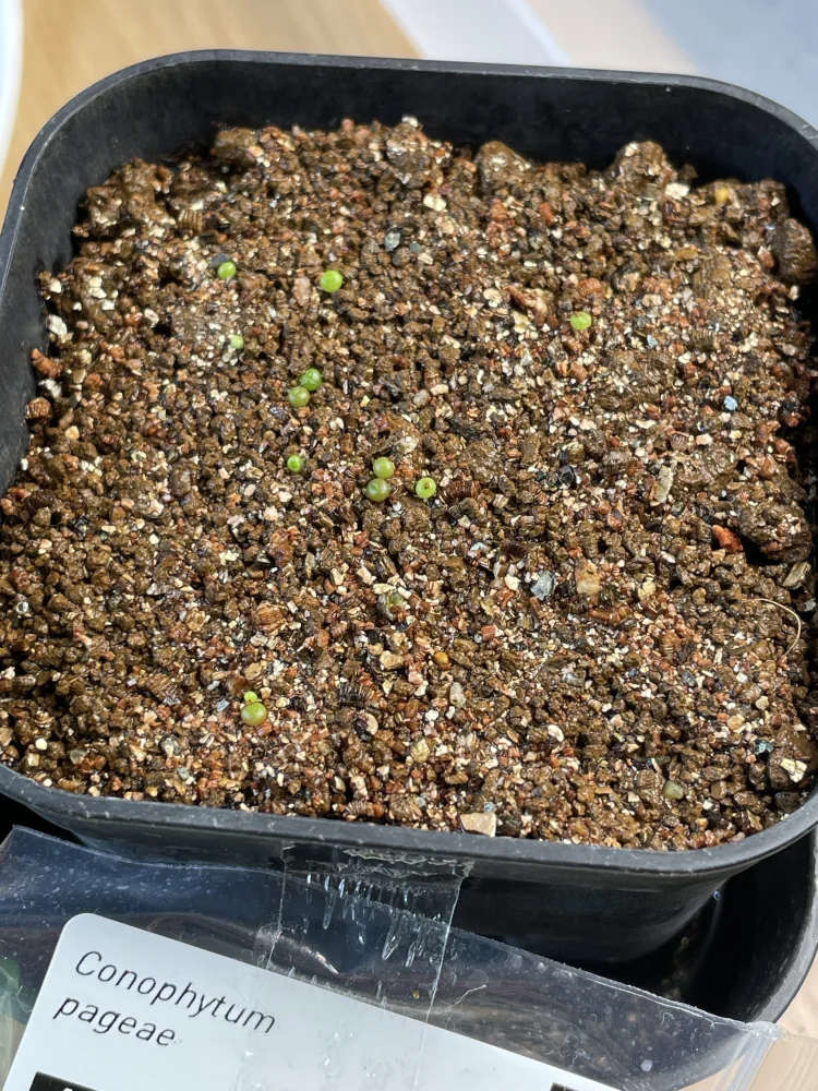 種子] コノフィツム パゲアエ Conophytum pageae｜ぷっくり可愛い 唇