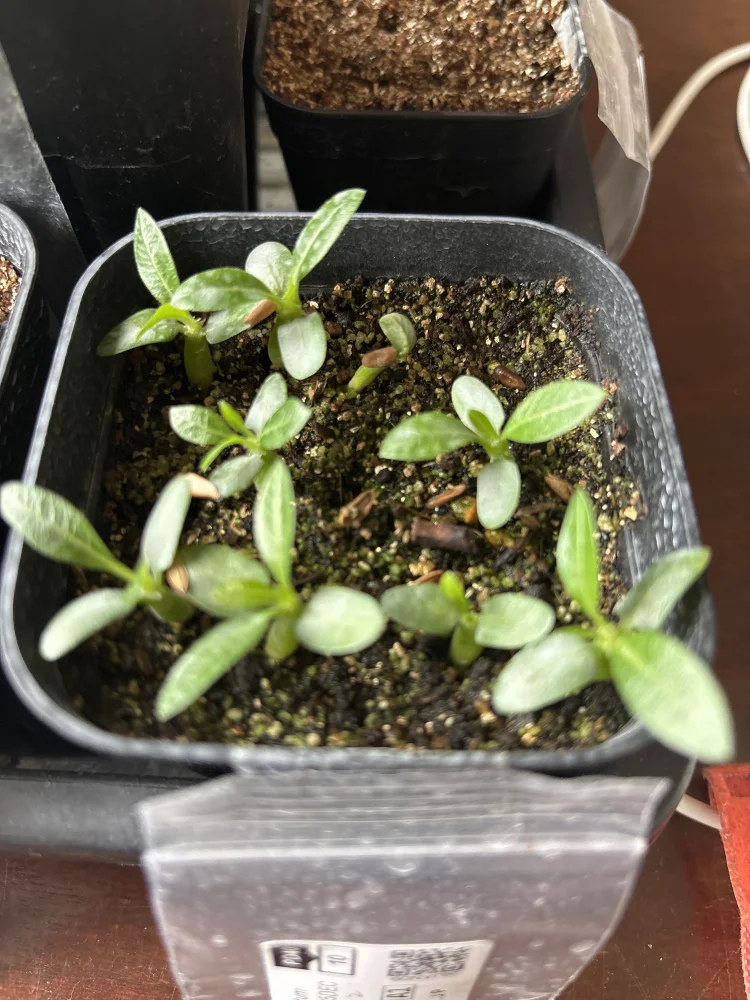 パキポディウム グラキリス Pachypodium rosulatum var. gracilius Lot.2025DEC