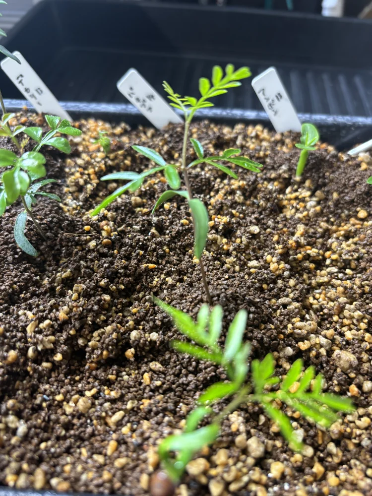 Operculicarya pachypus Lot. (オペルクリカリア パキプス)