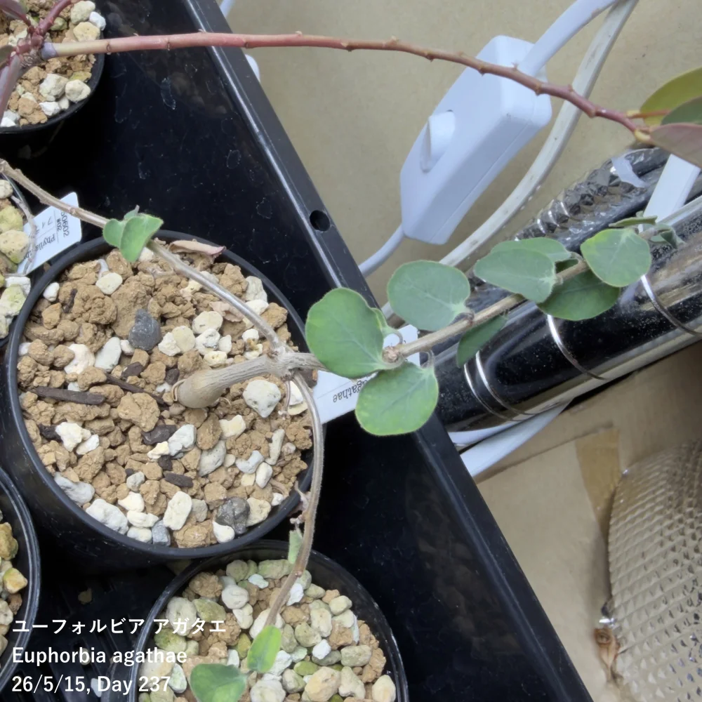Euphorbia agathae (ユーフォルビア アガタエ)