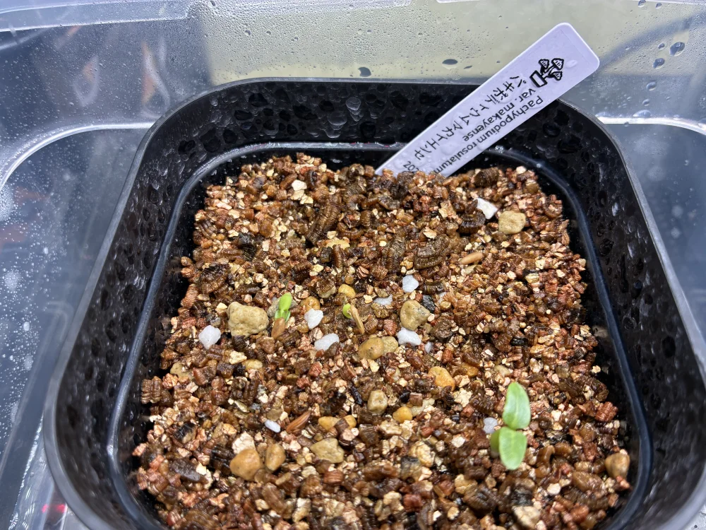 Pachypodium rosulatum var. makayense Lot. FREE ([2026/6/8ご注文分で終了｜プレゼント種子] パキポディウム マカイエンセ)