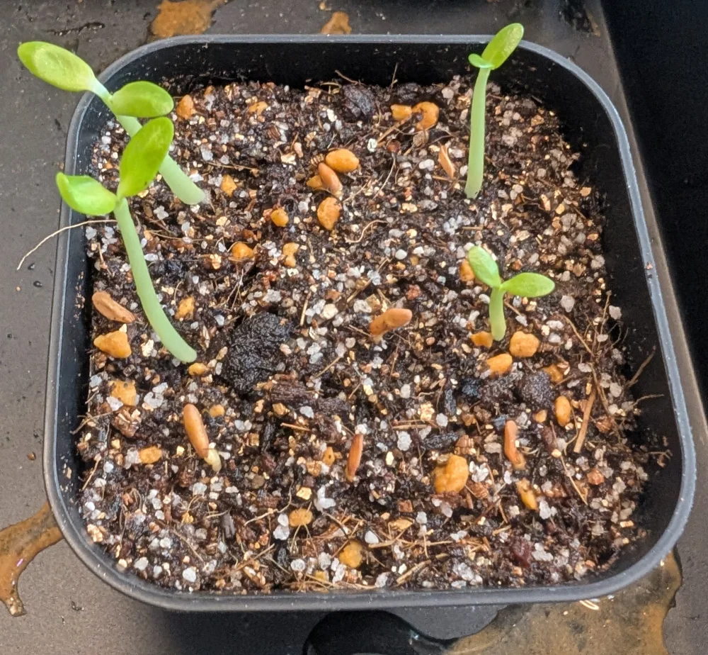 Pachypodium rosulatum (パキポディウム ロスラーツム)