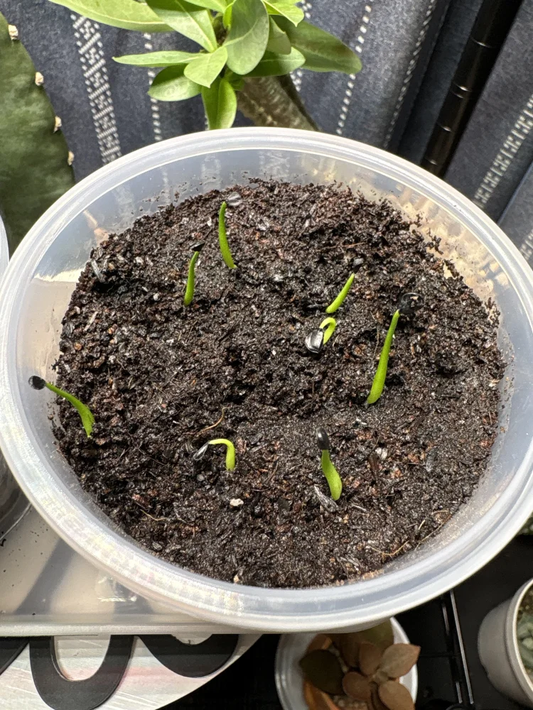 Agave utahensis var. eborispina (アガベ エボリスピナ)