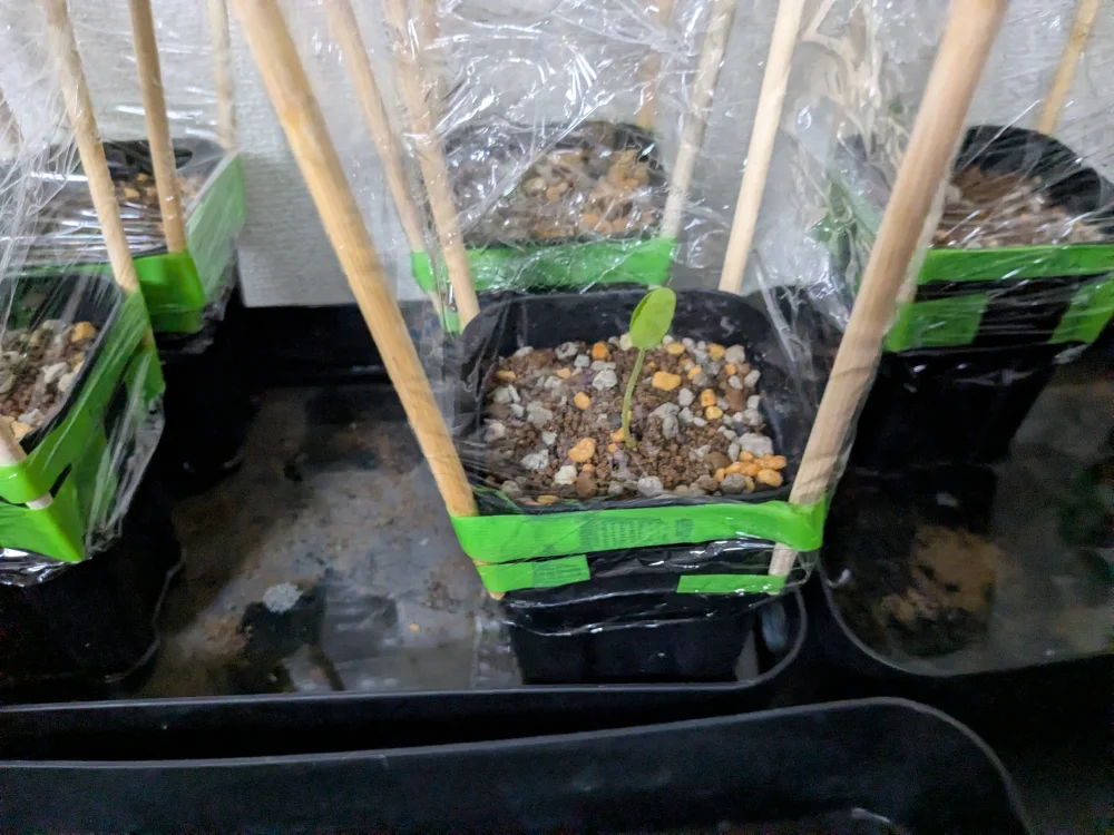 センナ メリディオナリス Senna meridionalis