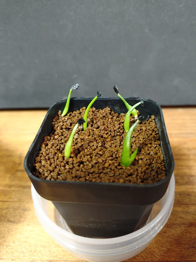 Agave utahensis var. eborispina (アガベ エボリスピナ)