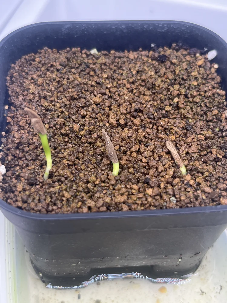 パキポディウム アンボンゲンセ Pachypodium ambongense