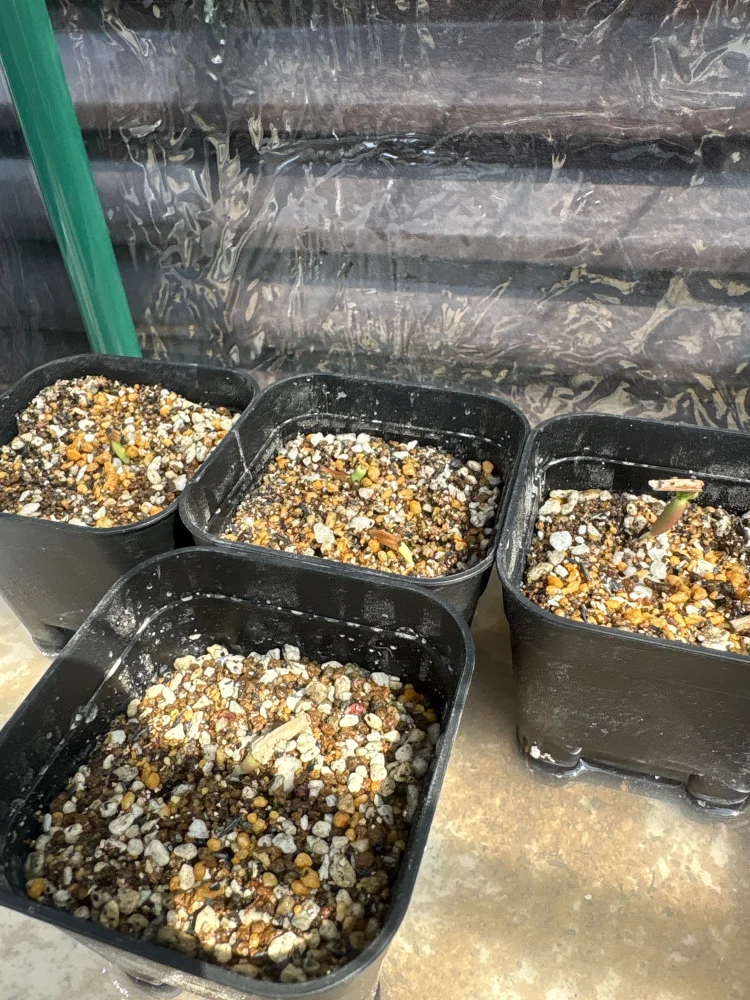 アデニウム ノヴァ タンザニア Adenium Nova Tanzania｜希少品種 塊根植物 実生