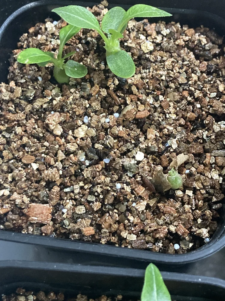 Pachypodium rosulatum var. inopinatum ([プレゼント種子 3月22日まで] パキポディウム イノピナツム)
