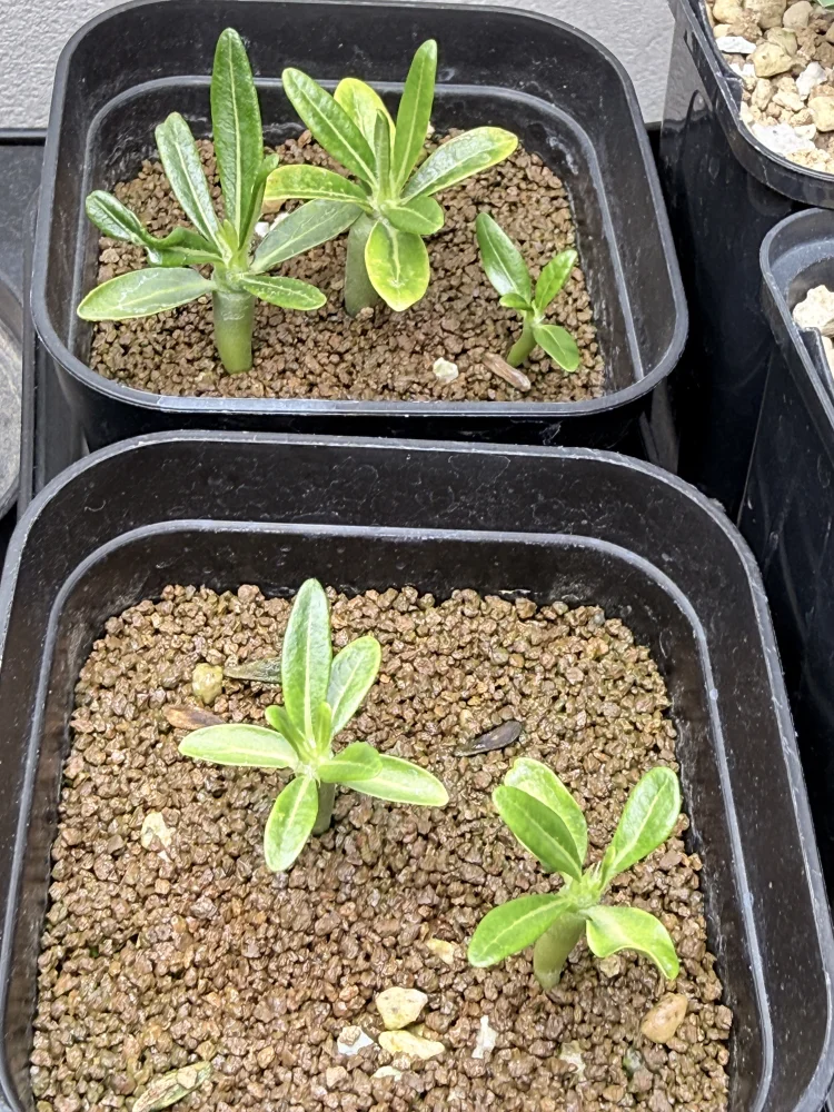 Pachypodium ambongense (パキポディウム アンボンゲンセ)