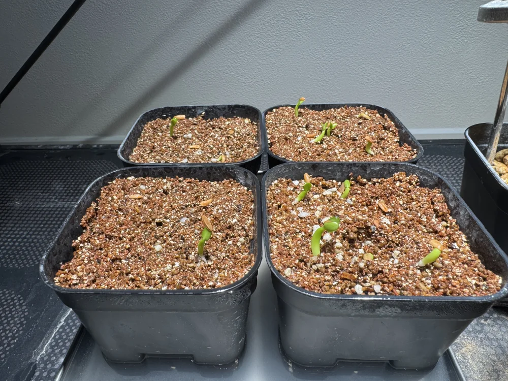 Lot. (パキポディウム グラキリス)