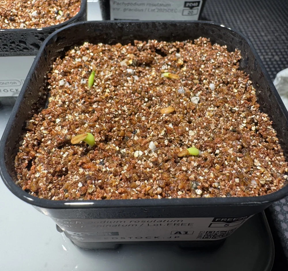 Pachypodium rosulatum var. inopinatum ([プレゼント種子 3月22日まで] パキポディウム イノピナツム)