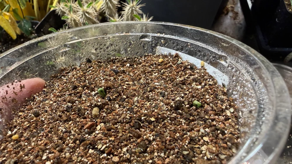 Agave ([プレゼント種子])