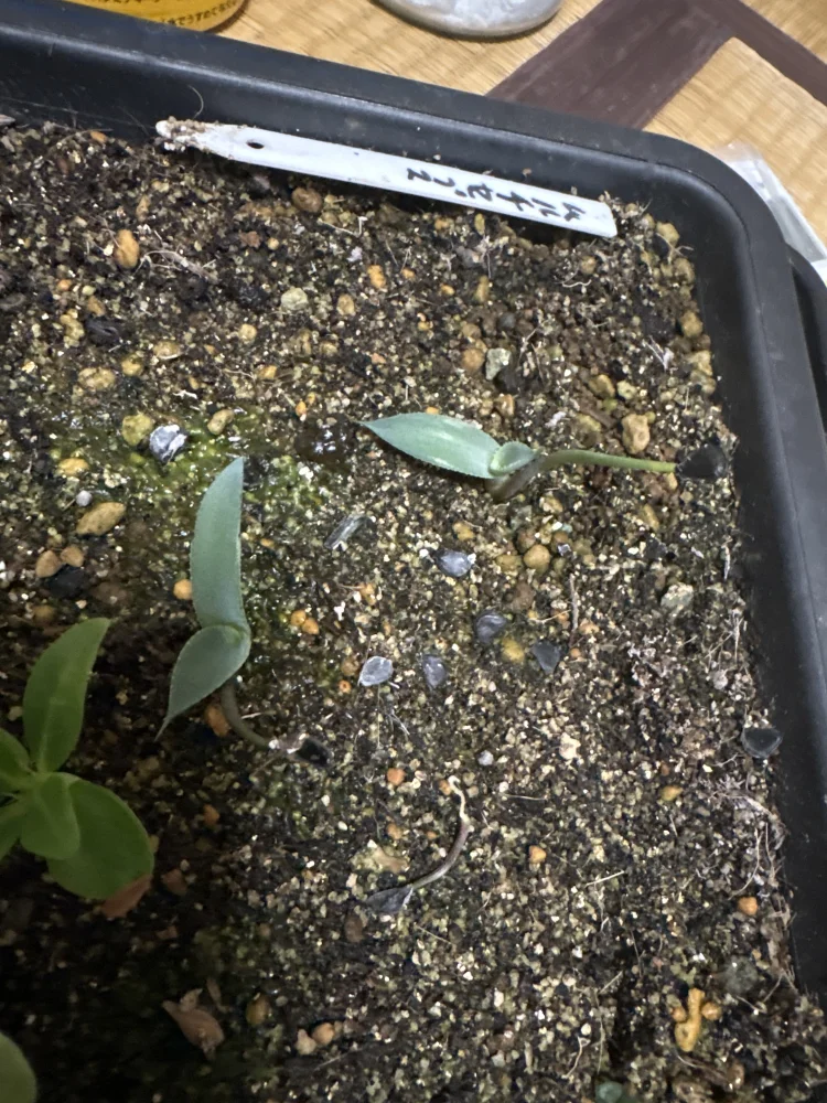 アガベ シーマニアナ