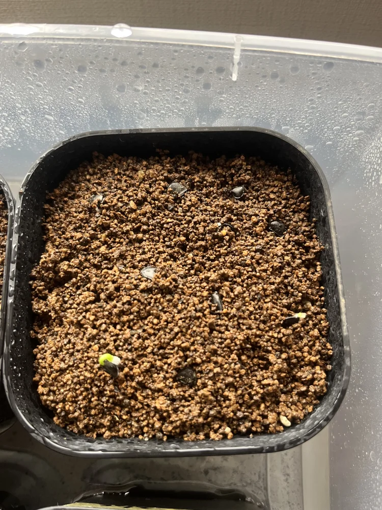 アガベ イシスメンシス Agave isthmensis | 人気品種 耐寒性 レア 雷帝 メキシコ原産