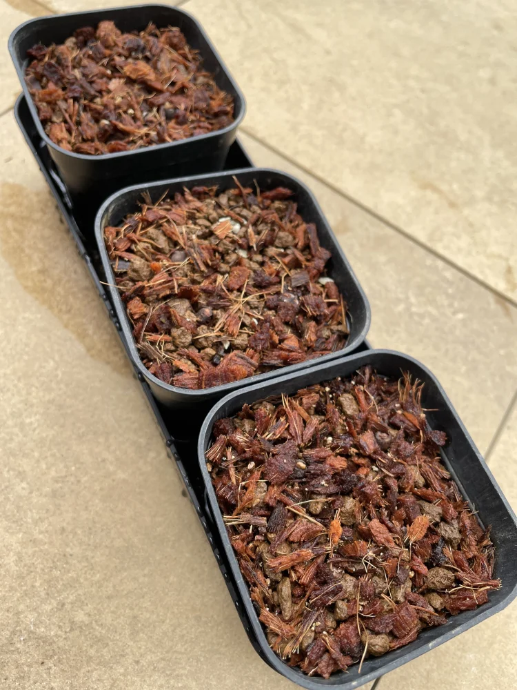 Operculicarya pachypus (オペルクリカリア パキプス)