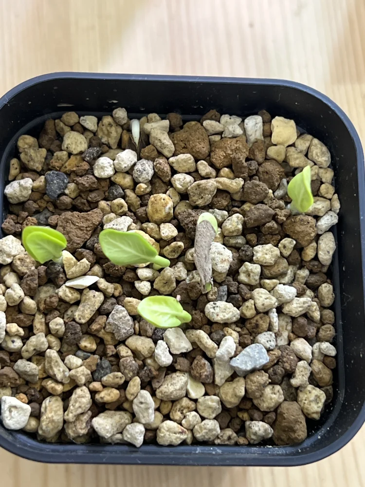 Pachypodium sofiense (パキポディウム ソフィエンセ)