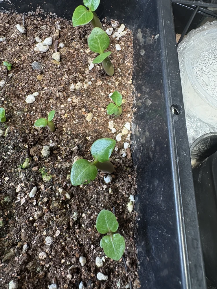 X SPR Adenium Soco black X SPR (アデニウム ソコ ブラック)