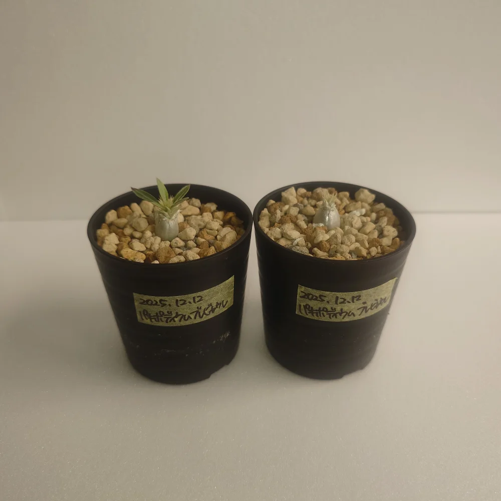 Pachypodium brevicaule ssp. brevicaule (パキポディウム ブレビカウレ)