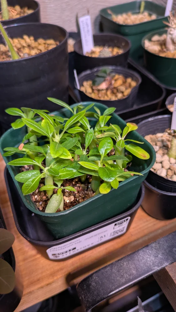 Pachypodium rosulatum ssp. makayense (パキポディウム マカイエンセ)