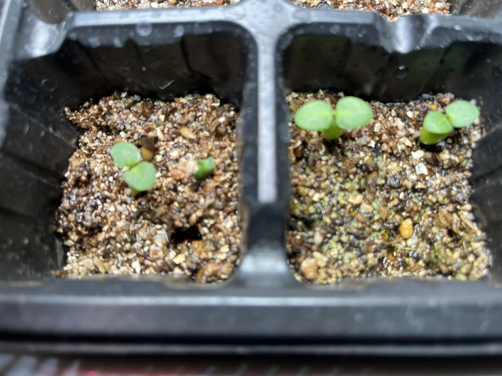 Pachypodium succulentum (パキポディウム サキュレンタム 天馬空)