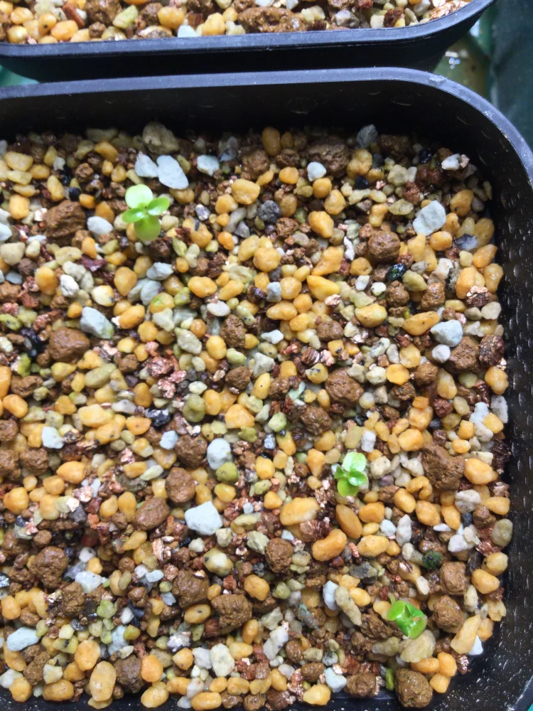 種子専門ショップ 多肉植物・塊根植物・観葉植物 - SEEDSTOCK