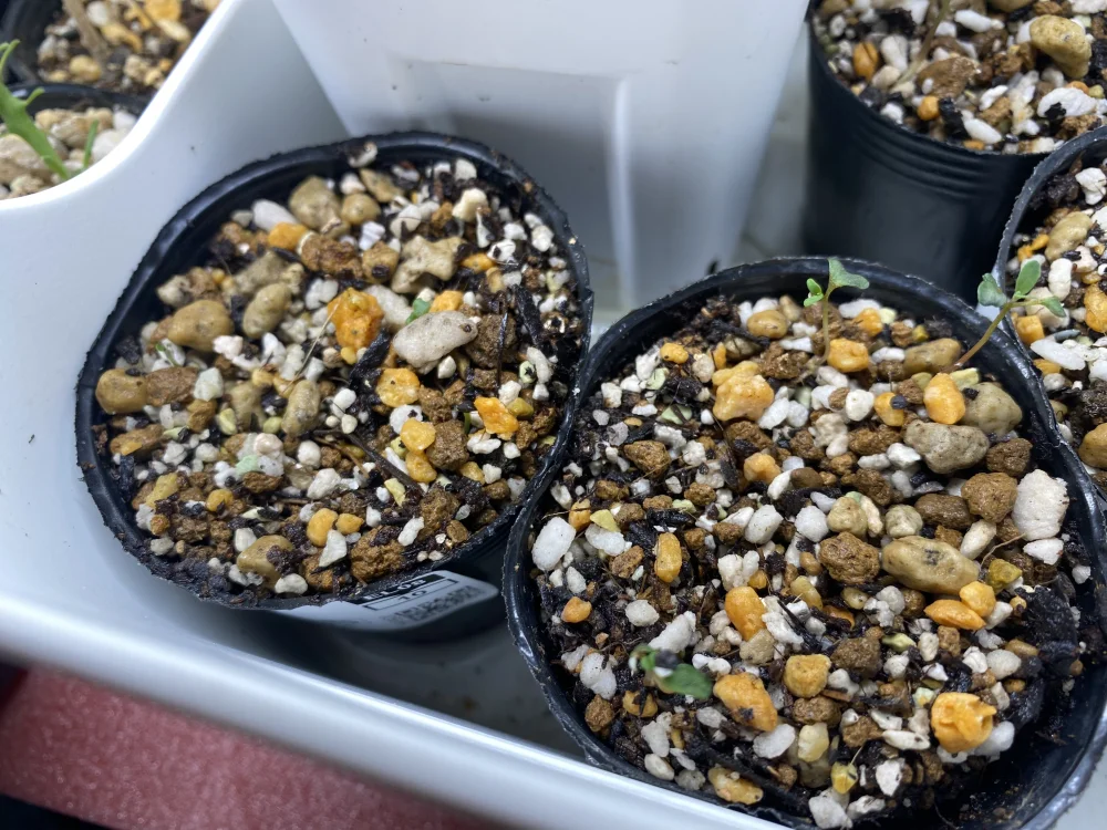 Eucalyptus pulverulenta baby blue (ユーカリ ベイビーブルー)