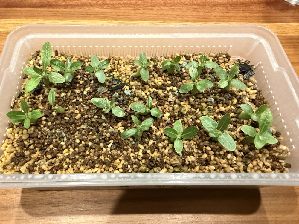 Pachypodium rosulatum subsp. makayense (パキポディウム マカイエンセ)