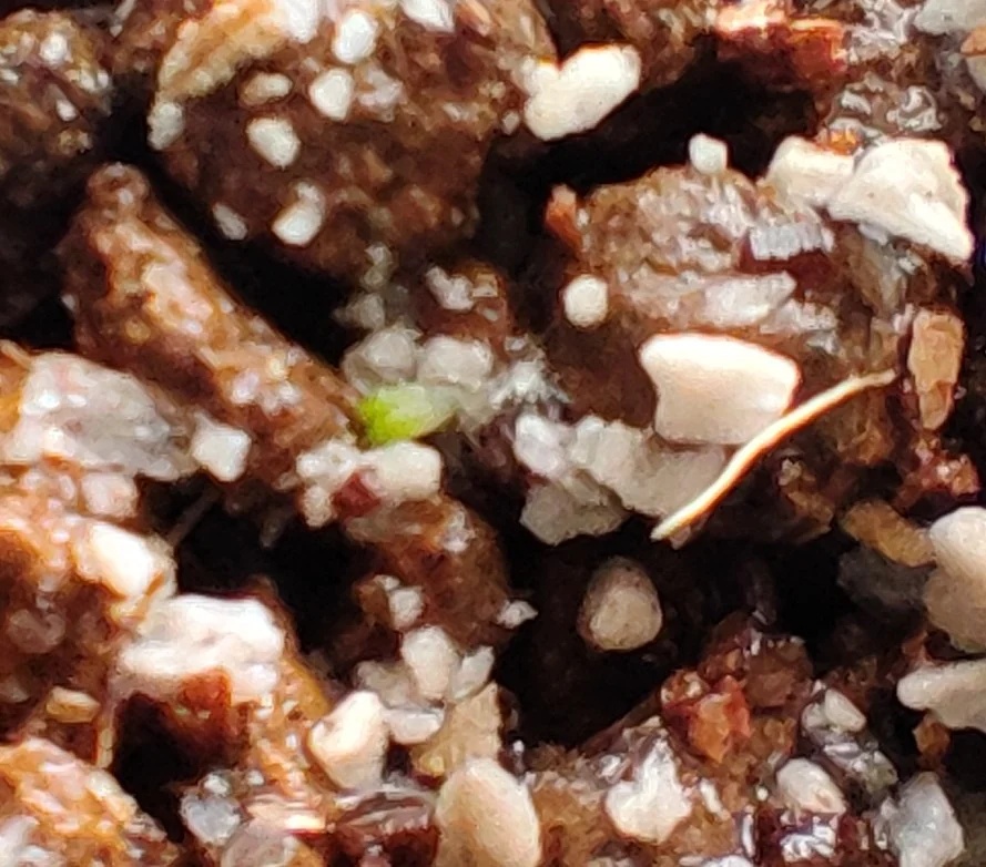 Avonia papyracea (アボニア パピラケア)